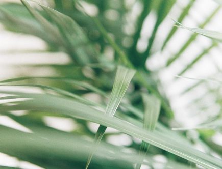 Trachycarpus wagnerianus