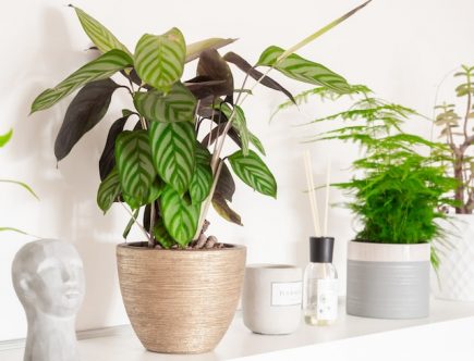 Een prachtig pareltje: de Calathea
